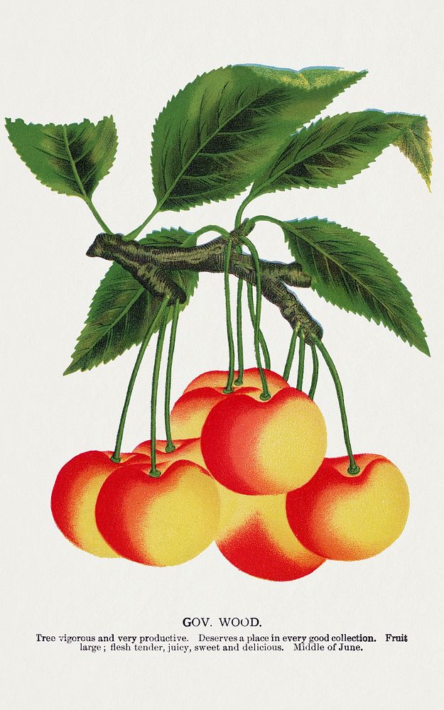 Gov Wood cherry lithograph.  Digitally enhanced from our own original 1900 edition plates of Botanical Specimen published by…