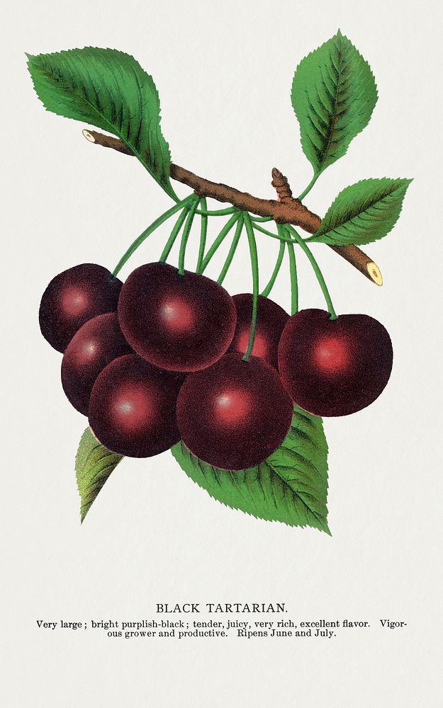 Black Tartarian cherry lithograph.  Digitally enhanced from our own original 1900 edition plates of Botanical Specimen…