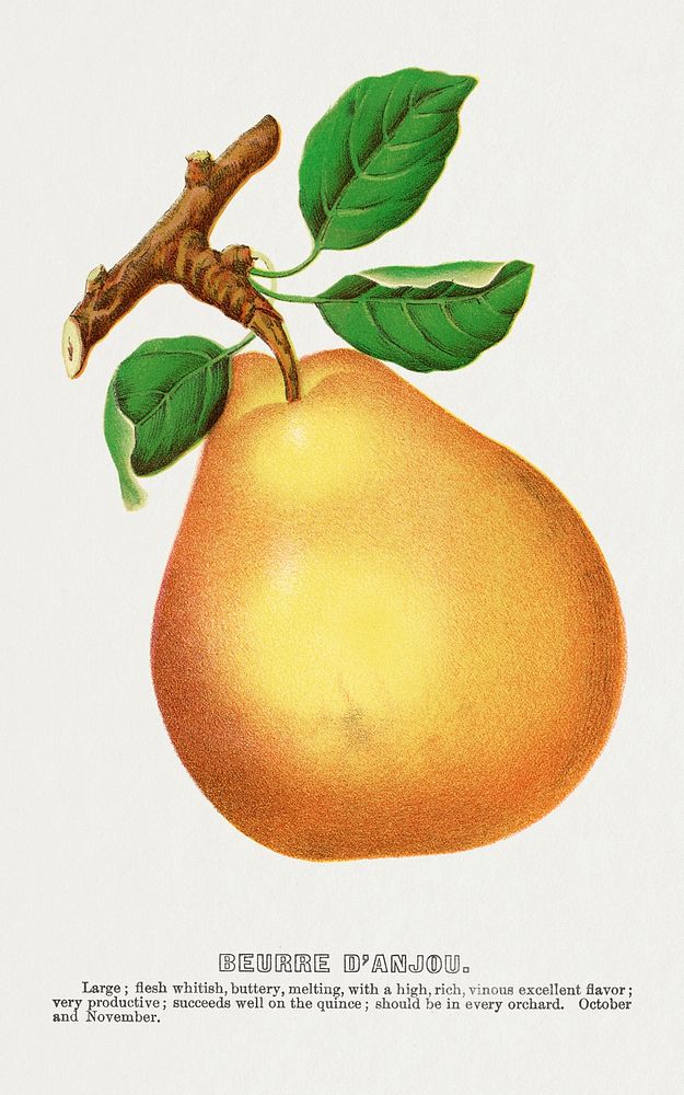 Beurre D'Anjou pear lithograph from Botanical Specimen published by Rochester Lithographing and Printing Company. Digitally…