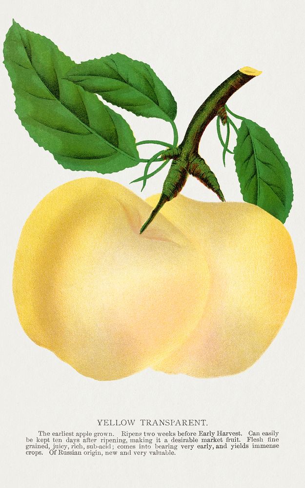 Yellow Transparent apple lithograph.  Digitally enhanced from our own original 1900 edition plates of Botanical Specimen…