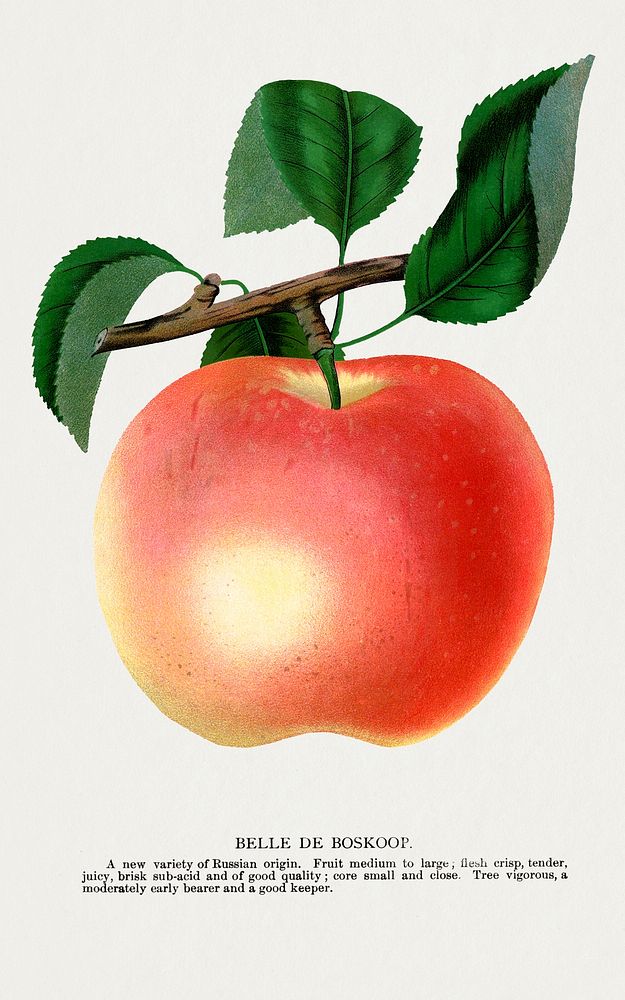 Belle De Boskoop apple lithograph.  Digitally enhanced from our own original 1900 edition plates of Botanical Specimen…