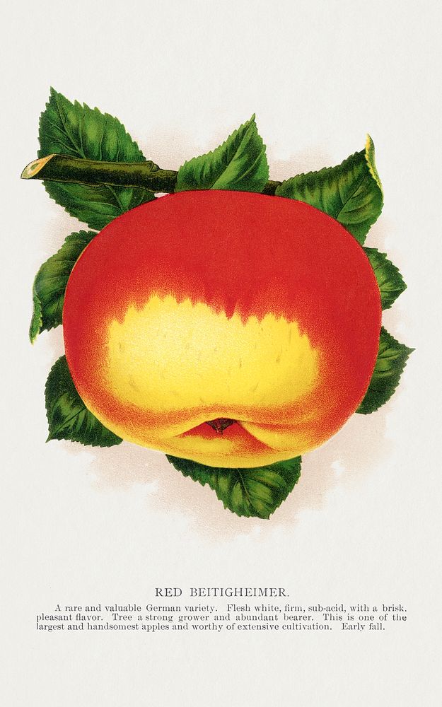 Red Beitigheimer apple lithograph.  Digitally enhanced from our own original 1900 edition plates of Botanical Specimen…
