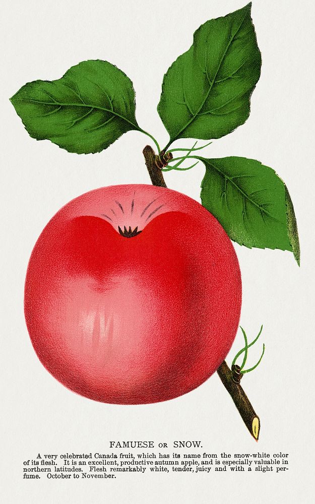 Snow apple lithograph.  Digitally enhanced from our own original 1900 edition plates of Botanical Specimen published by…