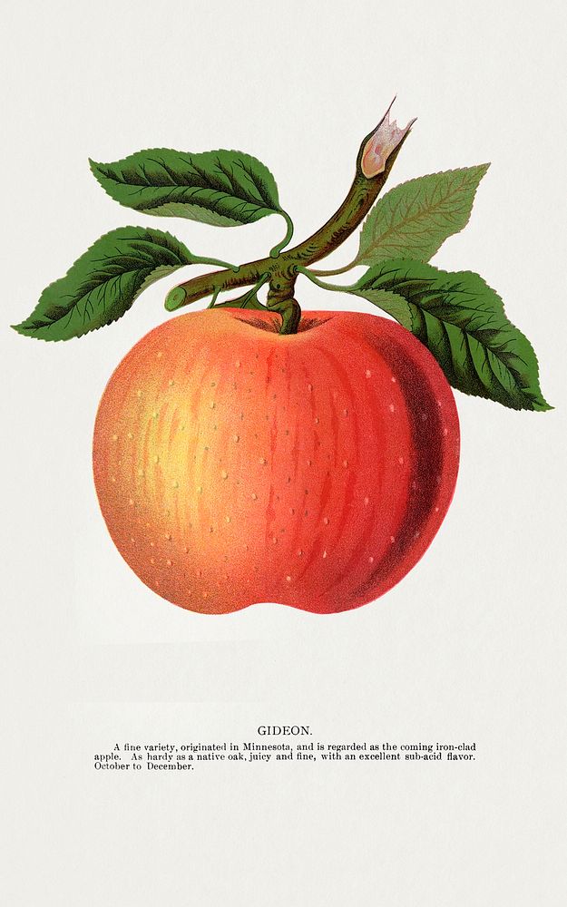 Gideon apple lithograph.  Digitally enhanced from our own original 1900 edition plates of Botanical Specimen published by…