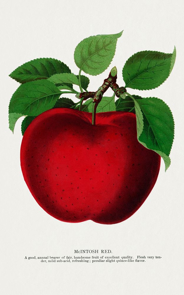 McIntosh Red apple lithograph.  Digitally enhanced from our own original 1900 edition plates of Botanical Specimen published…