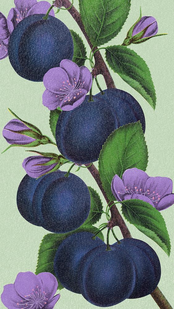 Blue plum phone wallpaper, aesthetic background