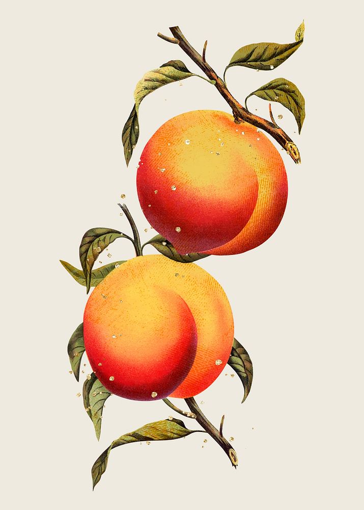 Aesthetic peach tree illustration vintage botanical vector