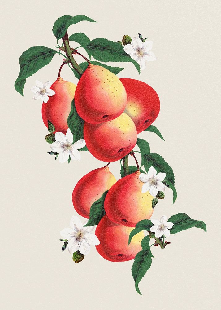 Vintage pear fruit, aesthetic botanical illustration