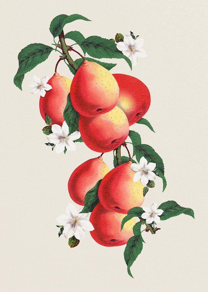 Aesthetic pear blossom sticker, vintage flower illustration psd