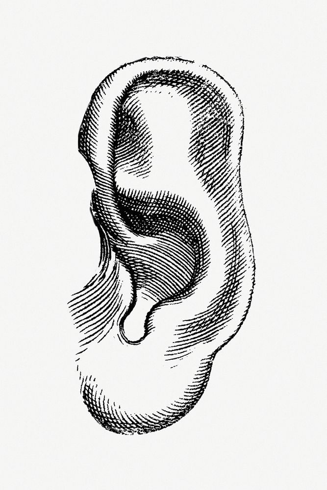Human ear monochrome vintage illustration