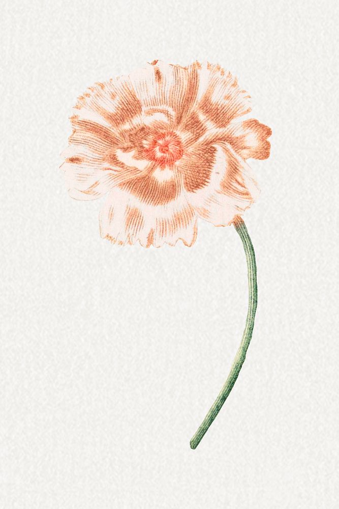Single poppy flower design element