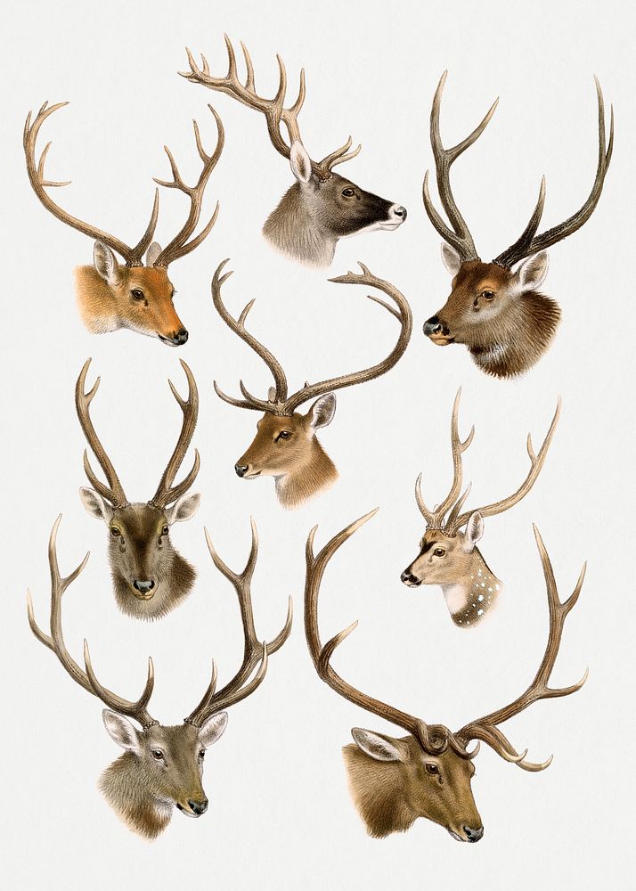 Vintage deer illustrations. Digitally enhanced from our own 1900 edition of The Great and Small Game of India, Burma, & Tibet…