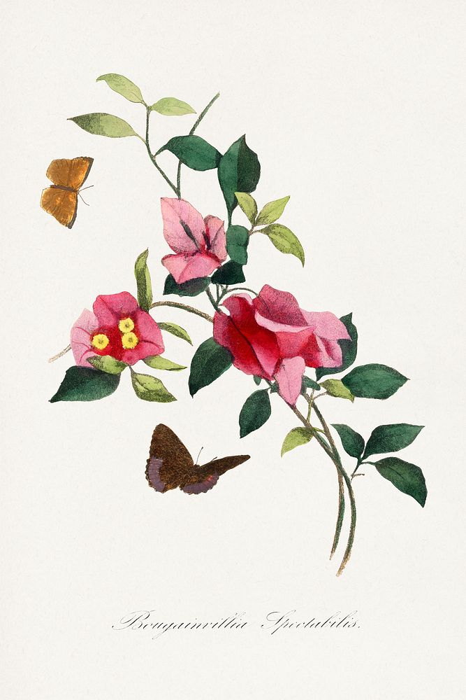 Bougainvillea flower painting.  Digitally enhanced from our own 1842 edition of Le Jardin Des Plantes by Paul Gervais.
