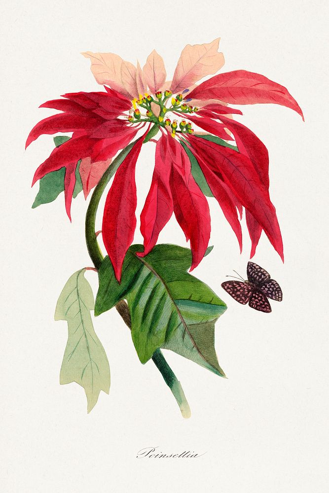 Poinsettia flower painting.  Digitally enhanced from our own 1842 edition of Le Jardin Des Plantes by Paul Gervais.