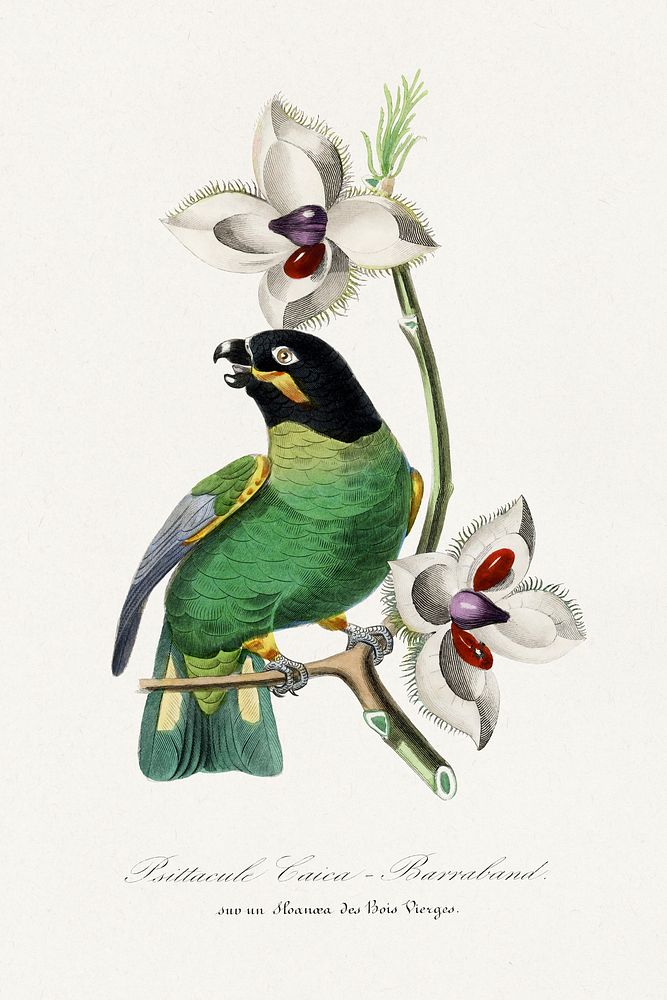 Rose ringed parakeet bird painting.  Digitally enhanced from our own 1842 edition of Le Jardin Des Plantes by Paul Gervais.