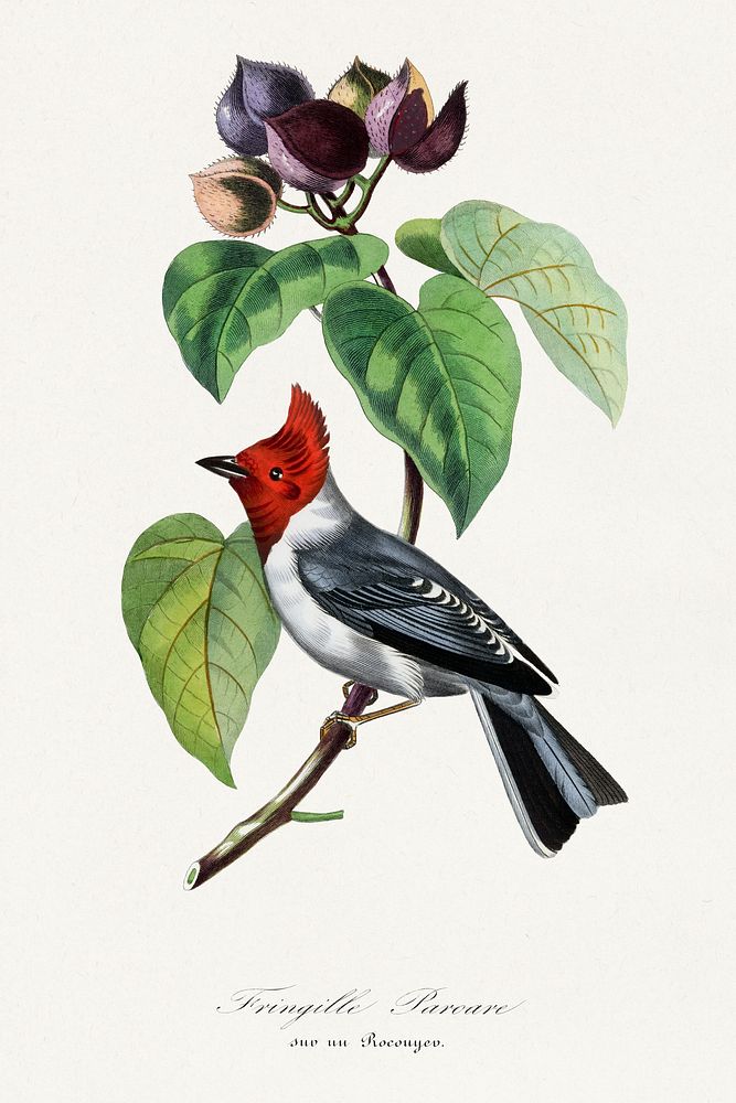 Fringilla bird painting.  Digitally enhanced from our own 1842 edition of Le Jardin Des Plantes by Paul Gervais.