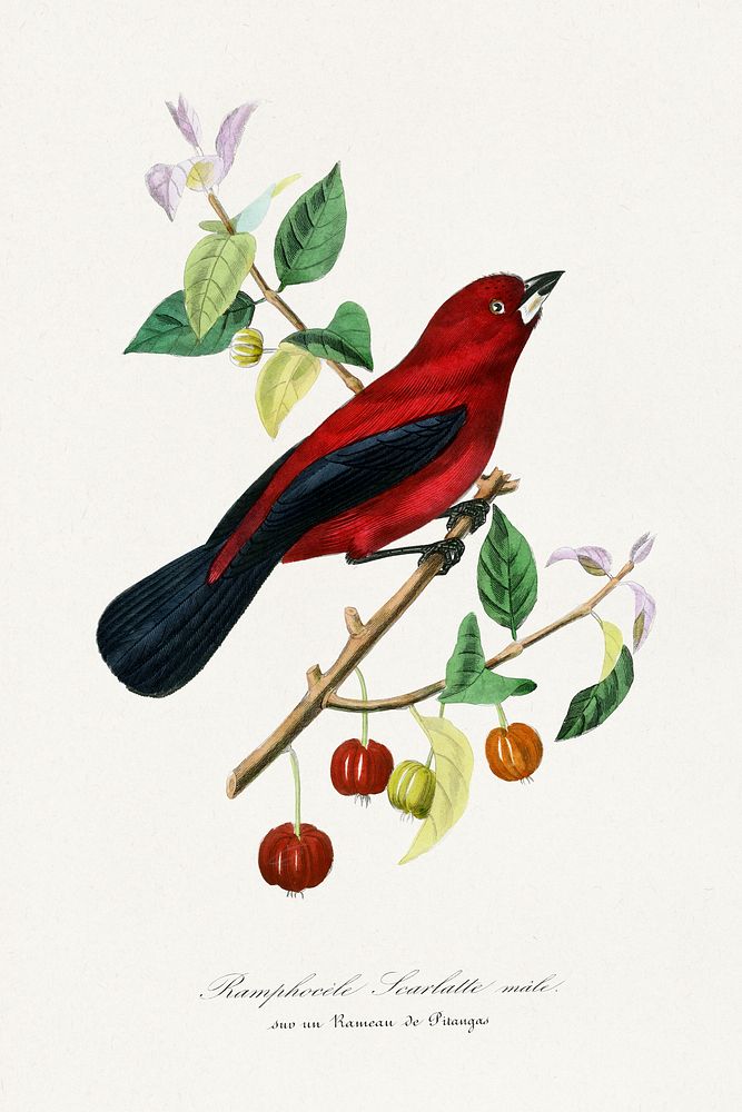 Ramphocelus bird painting.  Digitally enhanced from our own 1842 edition of Le Jardin Des Plantes by Paul Gervais.