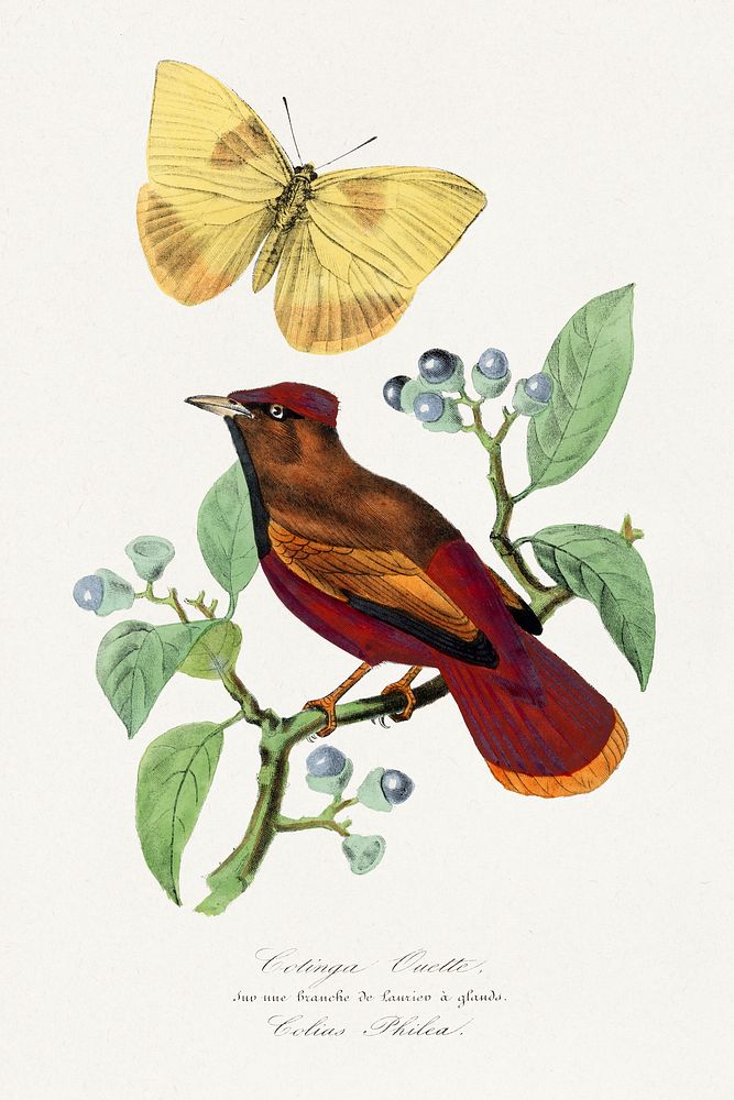 Larks painting.  Digitally enhanced from our own 1842 edition of Le Jardin Des Plantes by Paul Gervais.