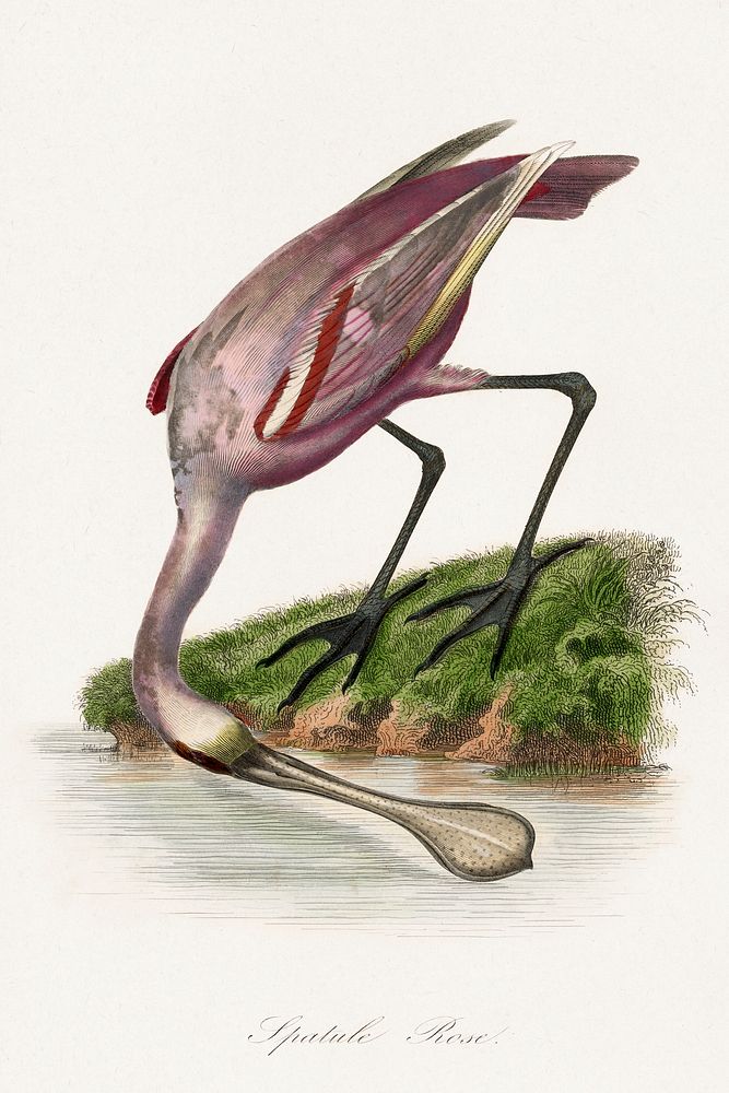 Roseate spoonbill painting.  Digitally enhanced from our own 1842 edition of Le Jardin Des Plantes by Paul Gervais.