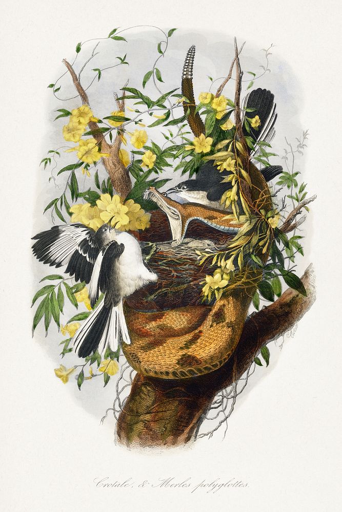 Northern mockingbird painting.  Digitally enhanced from our own 1842 edition of Le Jardin Des Plantes by Paul Gervais.