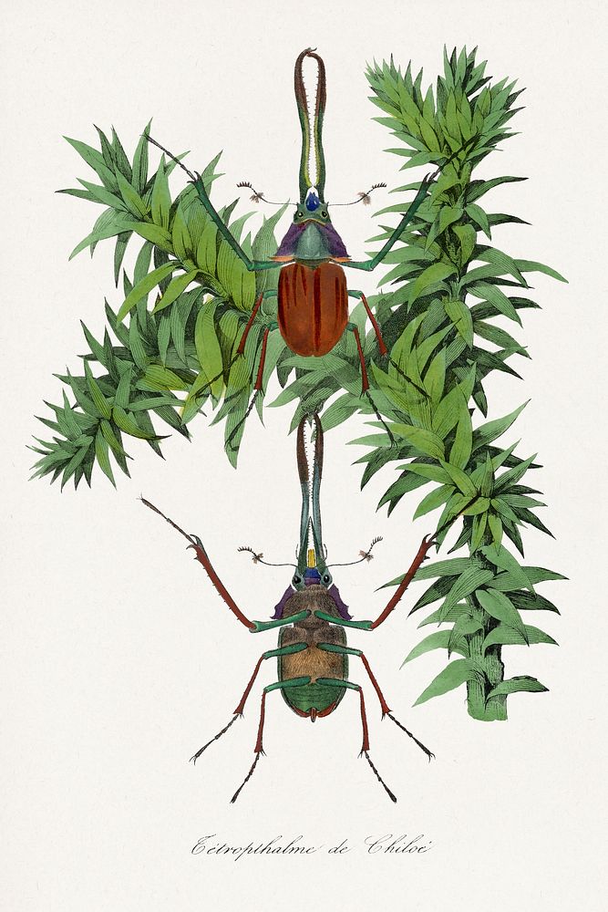 Stag beetle painting.  Digitally enhanced from our own 1842 edition of Le Jardin Des Plantes by Paul Gervais.