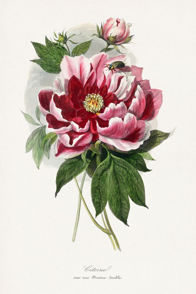 Peony flower painting.  Digitally enhanced from our own 1842 edition of Le Jardin Des Plantes by Paul Gervais.
