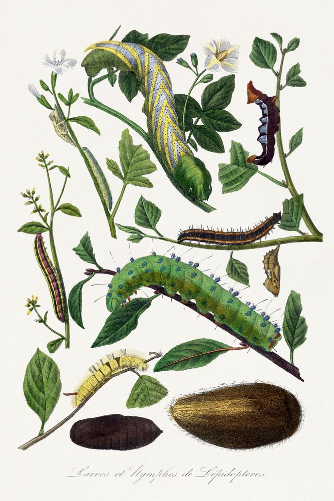Caterpillar painting.  Digitally enhanced from our own 1842 edition of Le Jardin Des Plantes by Paul Gervais.