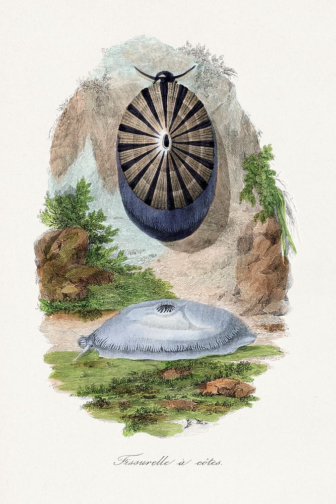 Volcano limpet snail painting.  Digitally enhanced from our own 1842 edition of Le Jardin Des Plantes by Paul Gervais.
