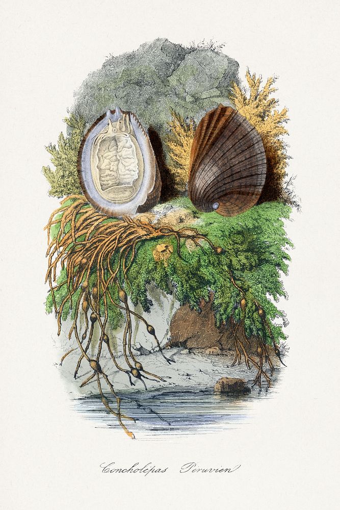 Sea snail painting.  Digitally enhanced from our own 1842 edition of Le Jardin Des Plantes by Paul Gervais.