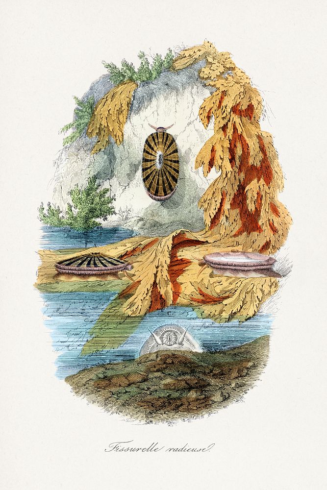 Volcano limpet snail painting.  Digitally enhanced from our own 1842 edition of Le Jardin Des Plantes by Paul Gervais.