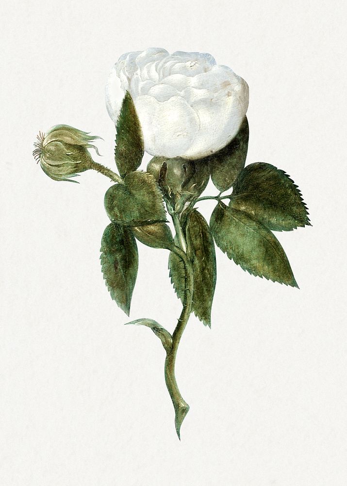 Vintage white rose flower design element