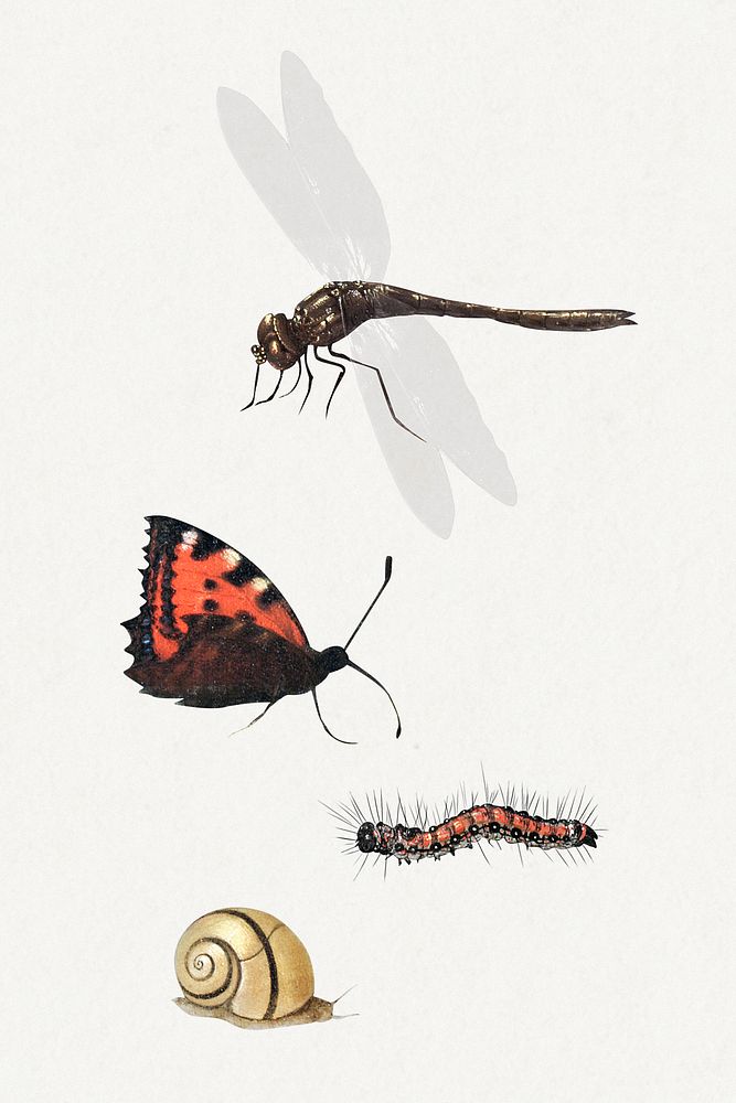 Vintage butterfly, snail, dragonfly and caterpillar illustration set