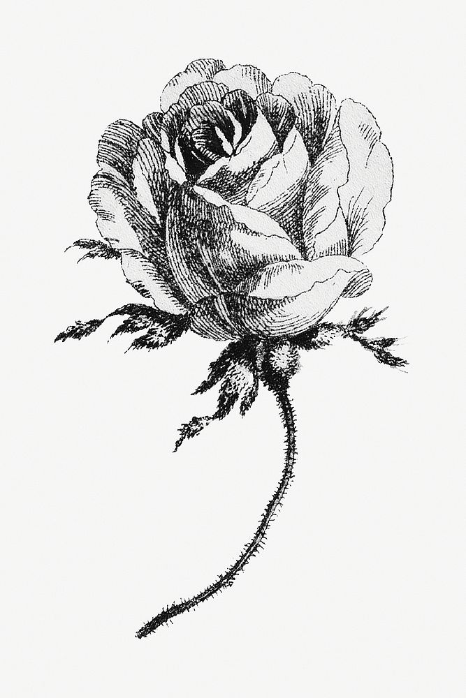 Vintage black and white cabbage provence rose flower design element