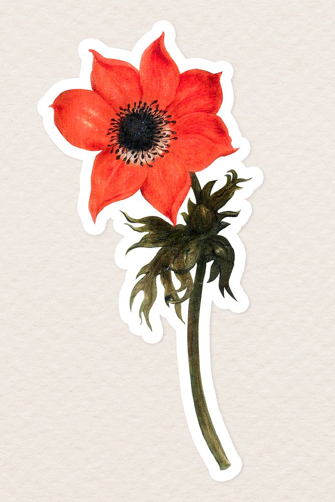 Vintage red flower sticker with white border