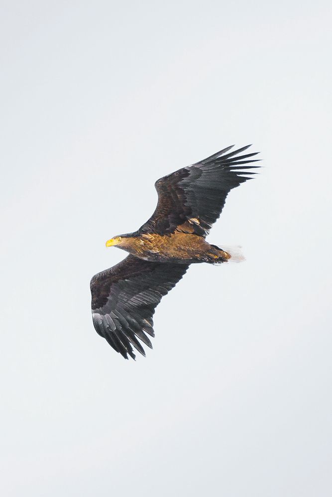 Majestic wild eagle flying over the sky
