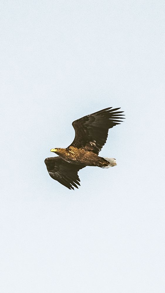 White-tailed eagle soaring in the sky over Greenland
