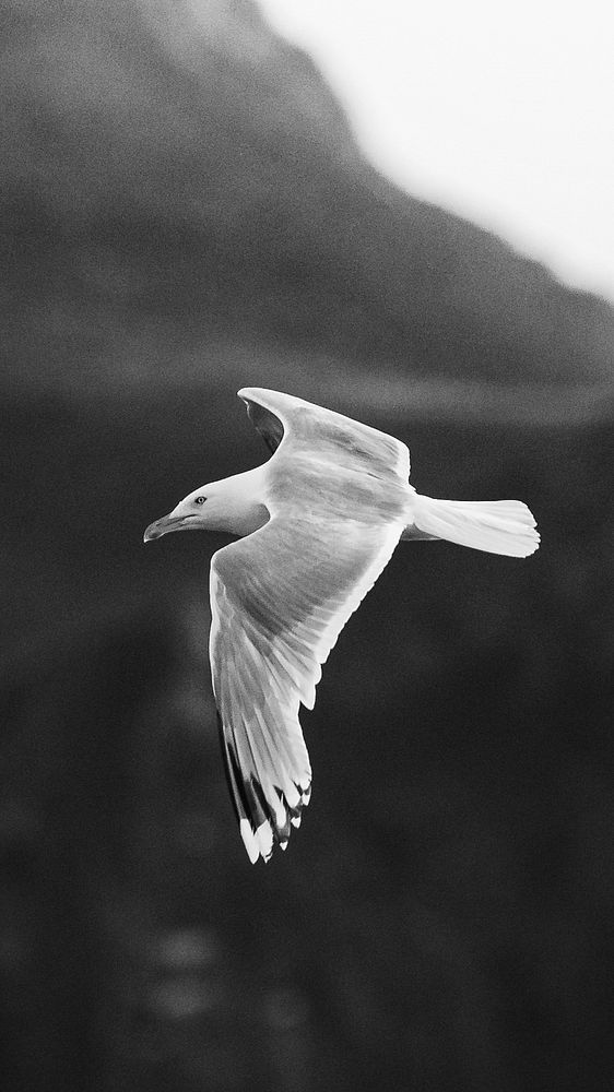 Closeup of a flying seagull mobile phone wallpaper