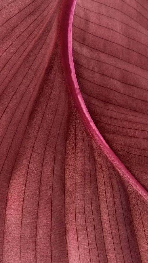 Calathea Orbifolia leaves patterned mobile wallpaper