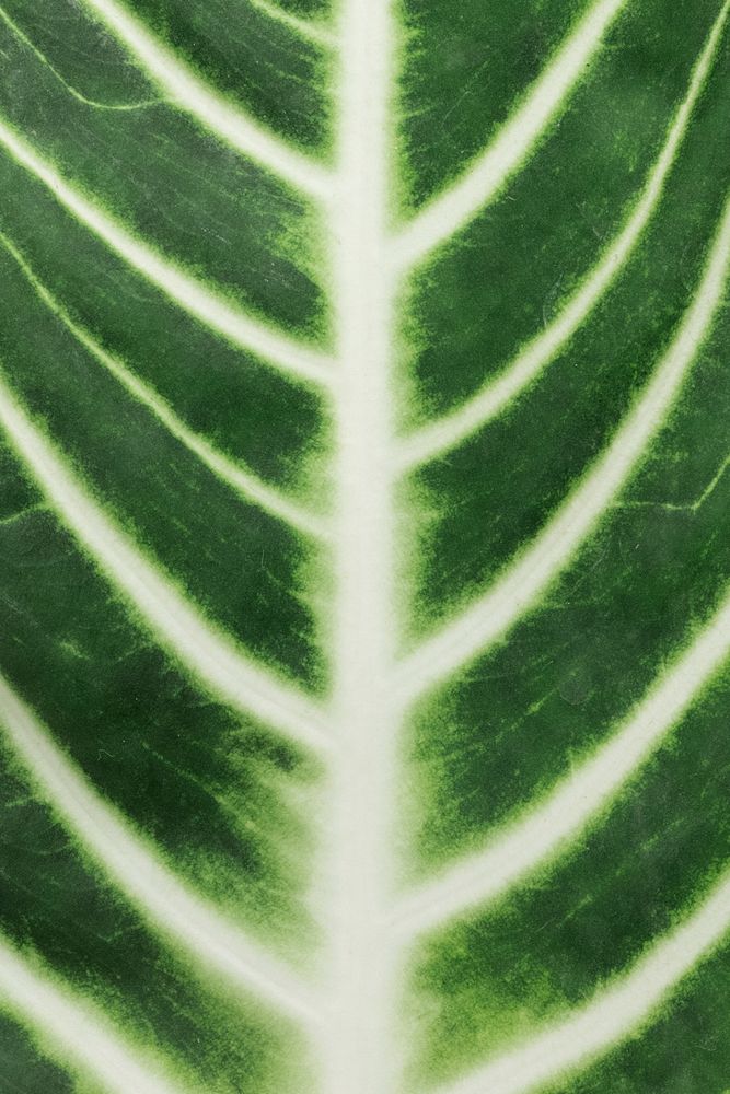 Tropical Alocasia leaf vein patterned background