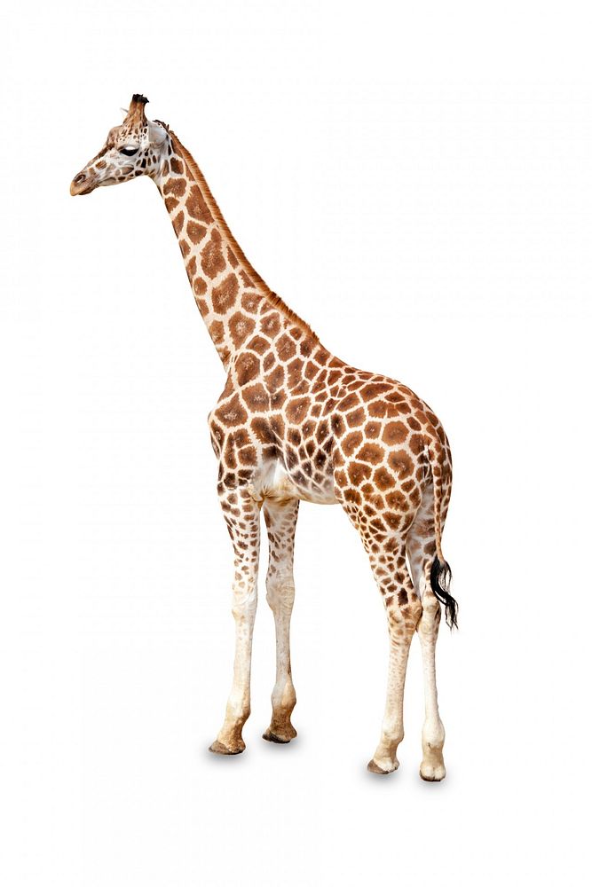 Free one giraffe is isolated on white background photo, public domain animal CC0 image.