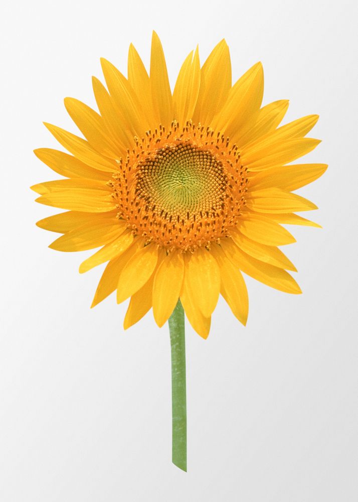 Blooming sunflower, flower clipart psd