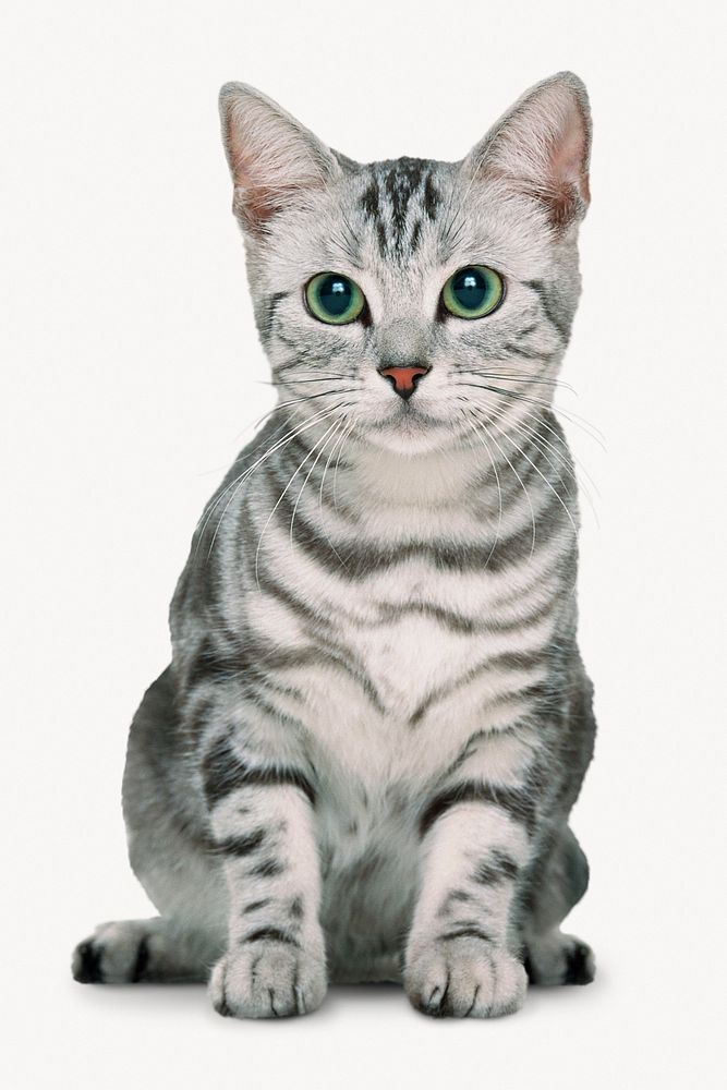 American shorthair cat isolated on white, animal design