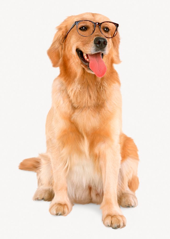 Nerd dog, Golden Retriever, animal design
