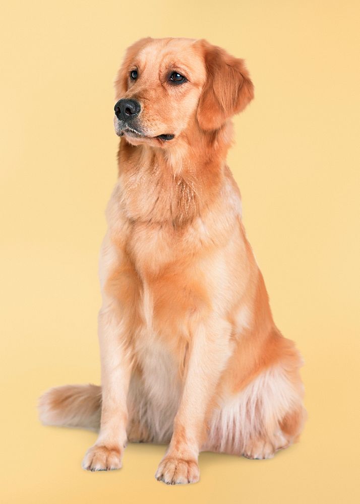 Golden retriever sitting, dog in yellow background