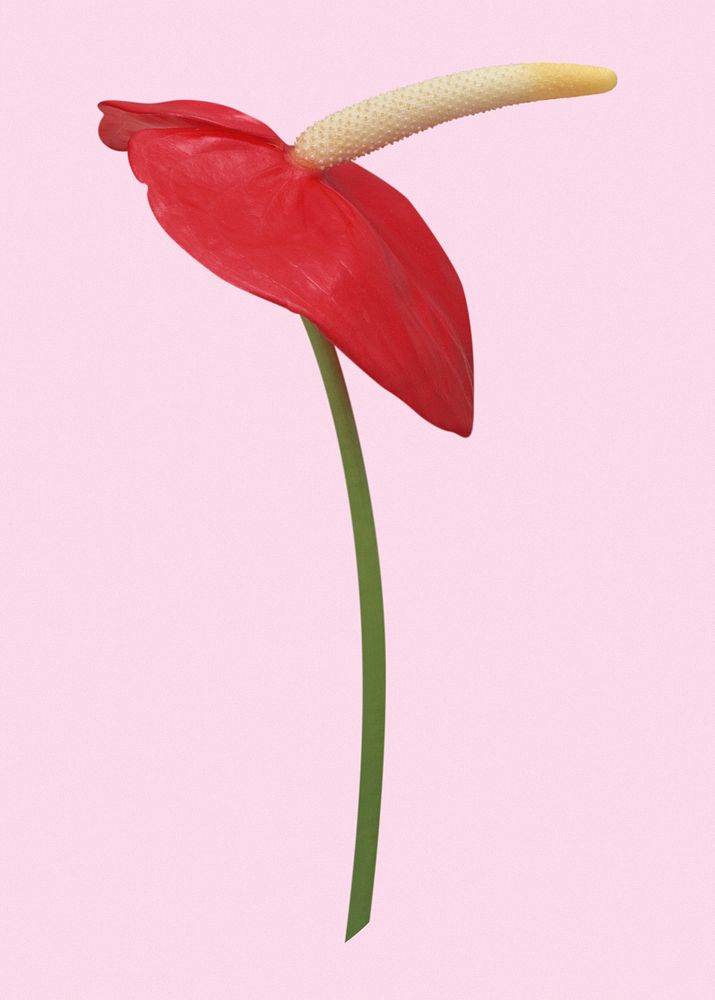 Red anthurium, flower collage element psd