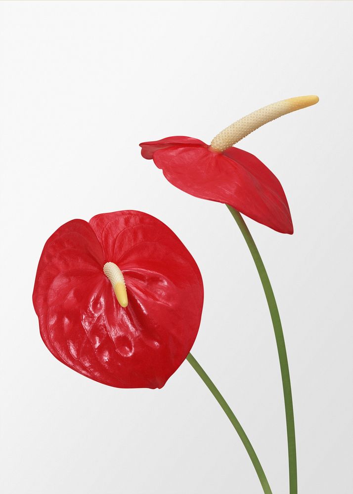 Red laceleaf, anthurium flower clipart