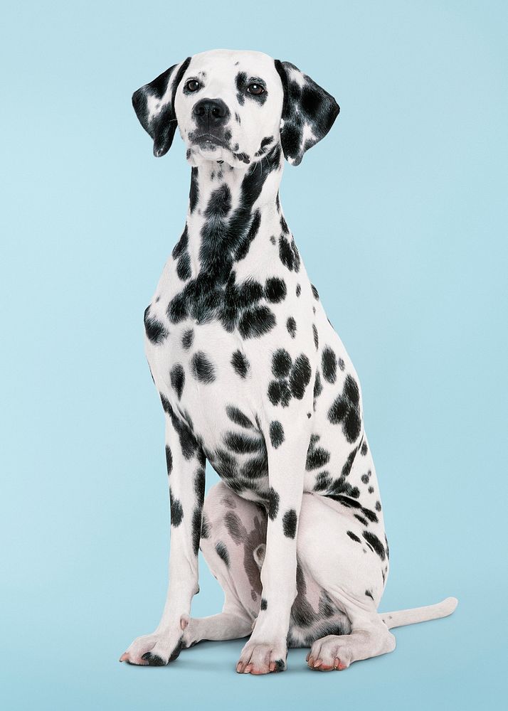 Dog sticker, Dalmatian sitting, animal psd