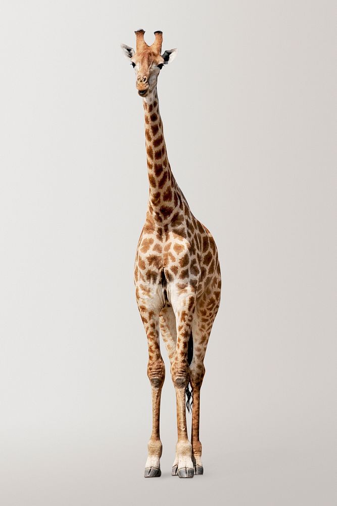 Giraffe clipart, zoo animal, wildlife graphic psd