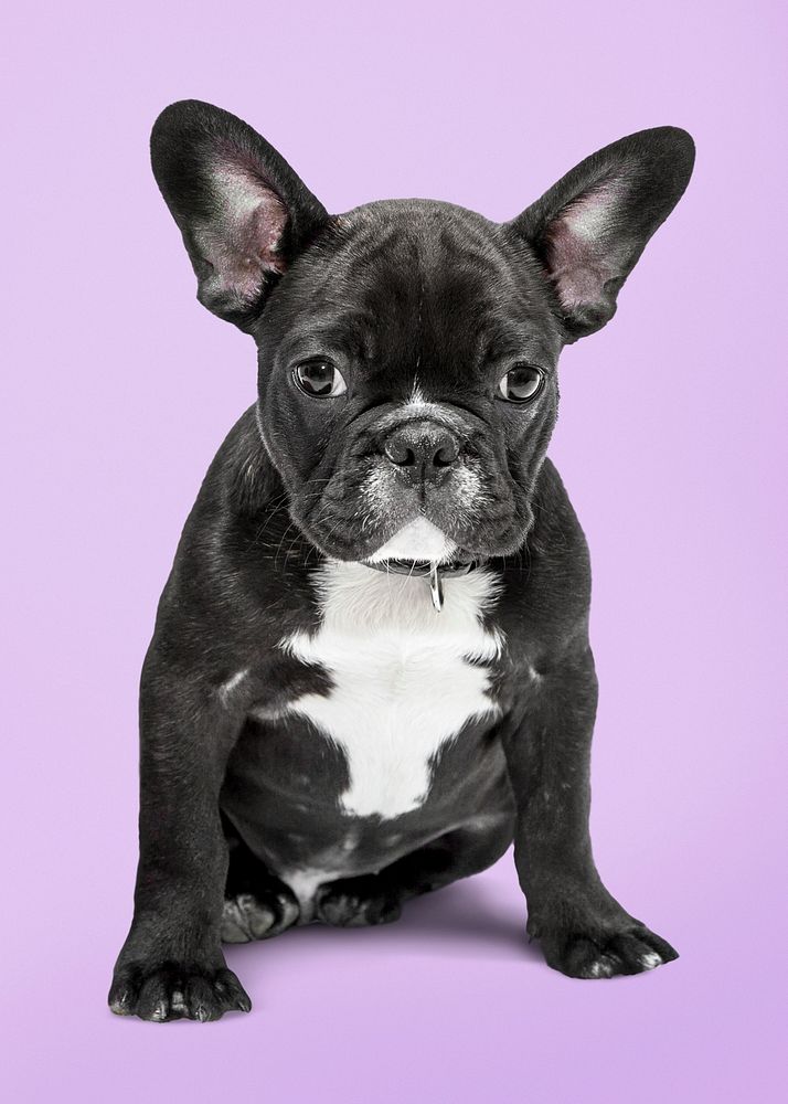Cute French bulldog puppy sitting, purple background