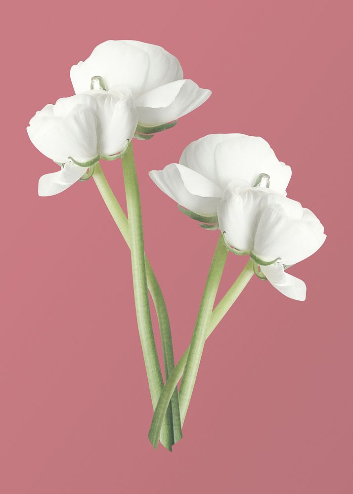 White ranunculus, flower clipart psd